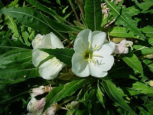 Oenothera caespitosa