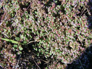 Rattlesnake Weed