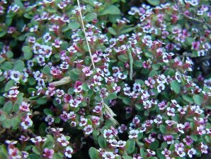 Euphorbia albomarginata