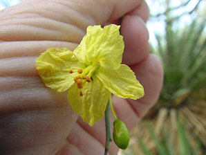 Blue Palo Verde Blossom