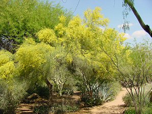 Blue Palo Verde