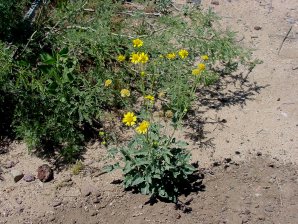 Golden Crownbeard
