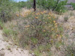 Mexican Bird Of Paradise