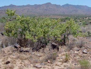 Catclaw acacia 