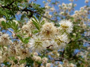 Mimosa biuncifera