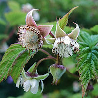 Rubus idaeus