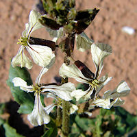 Eruca vesicaria subsp. sativa