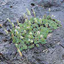 Petrophytum caespitosum