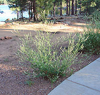 Melilotus alba