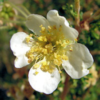 Purshia stansburiana