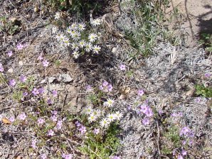 Baby White Aster, Chaetopappa ericoides. Also Called: babywhite aster, white aster, rose heath aster, heath-leaved chaetopappa, Aster arenosus, Aster ericaefolius, Aster hirtifolius, Aster leucelene, Inula ericoides, & Leucelene ericoides. Arizona Wild Flowers. Pictures, Photos, Images, Descriptions, Information, Reviews.