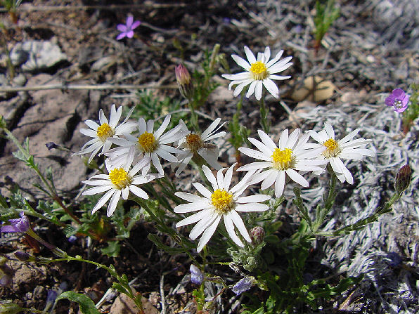 Baby White Aster, Chaetopappa ericoides. Also Called: babywhite aster, white aster, rose heath aster, heath-leaved chaetopappa, Aster arenosus, Aster ericaefolius, Aster hirtifolius, Aster leucelene, Inula ericoides, & Leucelene ericoides. Arizona Wild Flowers. Pictures, Photos, Images, Descriptions, Information, Reviews.