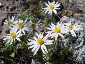 Baby White Aster, Chaetopappa ericoides. Also Called: babywhite aster, white aster, rose heath aster, heath-leaved chaetopappa, Aster arenosus, Aster ericaefolius, Aster hirtifolius, Aster leucelene, Inula ericoides, & Leucelene ericoides. Arizona Wild Flowers. Pictures, Photos, Images, Descriptions, Information, Reviews.