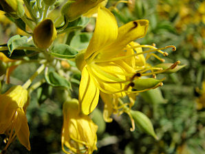Bladderpod, Cleome isomeris. Also Called: Bladderpod Spiderflower, Isomeris arborea, Isomeris arborea var. angustata, Isomeris arborea var. globosa, Isomeris arborea var. insularis. Xeriscape Landscaping Plants For The Arizona Desert Environment. Pictures, Photos, Information, Descriptions, Images, & Reviews. Shrubs. Glendale Xeriscape Botanical Garden.