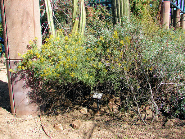 Bladderpod, Cleome isomeris. Also Called: Bladderpod Spiderflower, Isomeris arborea, Isomeris arborea var. angustata, Isomeris arborea var. globosa, Isomeris arborea var. insularis. Xeriscape Landscaping Plants For The Arizona Desert Environment. Pictures, Photos, Information, Descriptions, Images, & Reviews. Shrubs. Glendale Xeriscape Botanical Garden.
