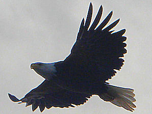 Bald Eagles (Haliaeetus leucocephalus). Sailing On The Bras D'or Lakes. Travel, Tours Photos, Pictures, Images, Information, & Reviews.