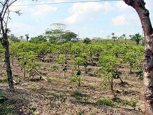 Papaya. Hotel La Finca. Veracruz Mexico. Travel & Tour Pictures, Photos, Information, Images, & Reviews.