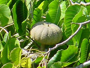 Seed Pod. Hotel La Finca. Veracruz Mexico. Travel & Tour Pictures, Photos, Information, Images, & Reviews.