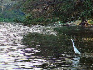 Heron Fishing. Lake Catemaco & Hotel La Finca. Veracruz Mexico. Travel & Tour Pictures, Photos, Information, Images, & Reviews.