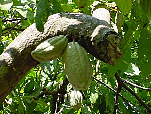 Green Immature Cocao Fruit