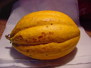Mature Cocao Fruit