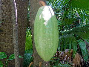 Cocao Green Seed Pod