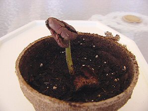 Cocao Sprouts
