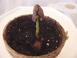 Cocao Sprout