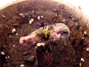 Cocao Sprouts First Leaf