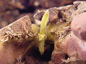 Cocao Sprout First Leafs.