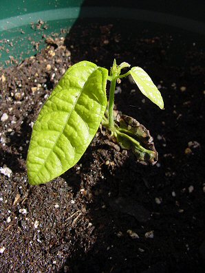 Cocao Plant
