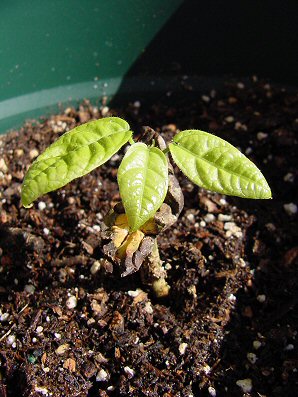 Cocao Plants.