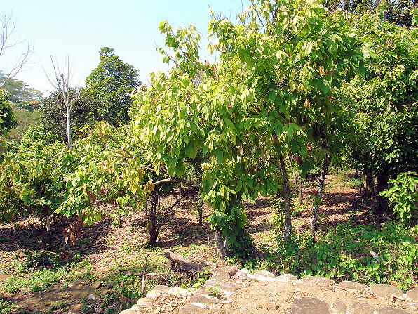 Cocao Trees, Theobroma cacao