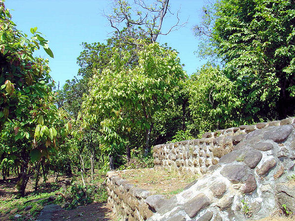 Cocao Trees, Theobroma cacao