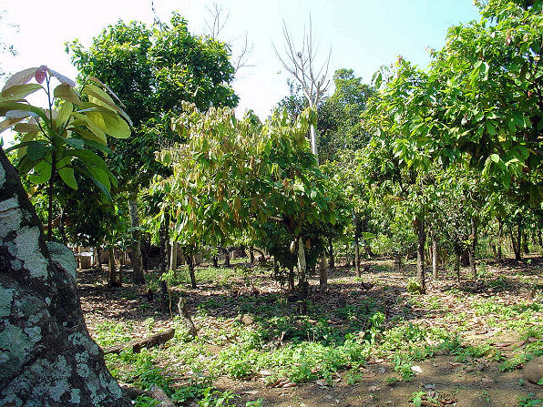 Cocao Trees, Theobroma cacao