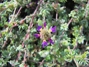 Weeping Dalea, Dalea greggii. Also Called: Gregg's Trailing Clover, Trailing Dalea, Prostrate Dalea, Trailing Indigo Bush, Trailing Smoke Bush, Gregg's Dalea. Xeriscape Landscaping Plants For The Arizona Desert Environment. Pictures, Photos, Information, Descriptions, Images, & Reviews. Shrubs.