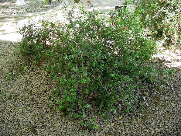Spotted Emu Bush, Eremophila maculata.   Also called: Native Fuchsia, Valentine Spotted Emu Bush. Xeriscape Landscaping Plants For The Arizona Desert Environment. Pictures, Photos, Information, & Reviews. Shrubs.