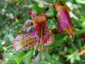 Spotted Emu Bush, Eremophila maculata.   Also called: Native Fuchsia, Valentine Spotted Emu Bush. Xeriscape Landscaping Plants For The Arizona Desert Environment. Pictures, Photos, Information, & Reviews. Shrubs.