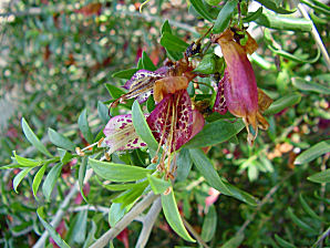Spotted Emu Bush, Eremophila maculata.   Also called: Native Fuchsia, Valentine Spotted Emu Bush. Xeriscape Landscaping Plants For The Arizona Desert Environment. Pictures, Photos, Information, & Reviews. Shrubs.