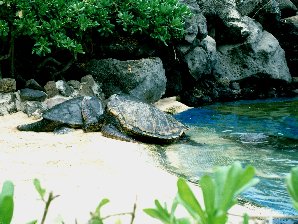 Sea Turtles Hawaii Travels & Tours Pictures, Photos, Images, Information & Reviews.