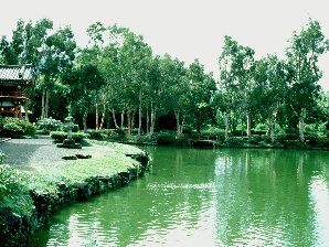 Koi Fish. Japanese Village Hawaii Travels & Tours Pictures, Photos, Images, Information & Reviews.