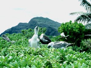 Sea Birds. Hawaii Travels & Tours Pictures, Photos, Images, Information & Reviews.