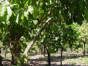 Cocao Orchard. Izapa Olmec & Mayan Archaeological Ruins. Near Tapachula, Chiapas, Mexico. Travel & Tour Pictures, Photos, Information, Images, & Reviews.