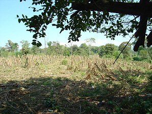 Corn Field. Izapa Olmec & Mayan Archaeological Ruins. Near Tapachula, Chiapas, Mexico. Travel & Tour Pictures, Photos, Information, Images, & Reviews.