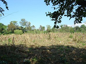 Corn Field. Izapa Olmec & Mayan Archaeological Ruins. Near Tapachula, Chiapas, Mexico. Travel & Tour Pictures, Photos, Information, Images, & Reviews.