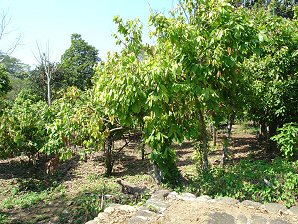 Cocao Trees. Izapa Olmec & Mayan Archaeological Ruins. Near Tapachula, Chiapas, Mexico. Travel & Tour Pictures, Photos, Information, Images, & Reviews.