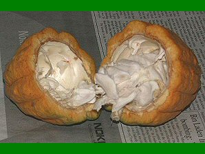 Fresh Cocao Seed. Izapa Olmec & Mayan Archaeological Ruins. Near Tapachula, Chiapas, Mexico. Travel & Tour Pictures, Photos, Information, Images, & Reviews.