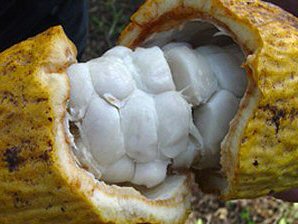 Fresh Cocao Seed. Izapa Olmec & Mayan Archaeological Ruins. Near Tapachula, Chiapas, Mexico. Travel & Tour Pictures, Photos, Information, Images, & Reviews.