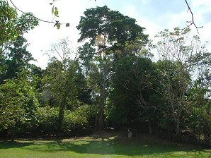 Ceiba Tree. Group B. Izapa Olmec & Mayan Archaeological Ruins. Near Tapachula, Chiapas, Mexico. Travel & Tour Pictures, Photos, Information, Images, & Reviews.
