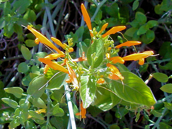 Mexican Honeysuckle